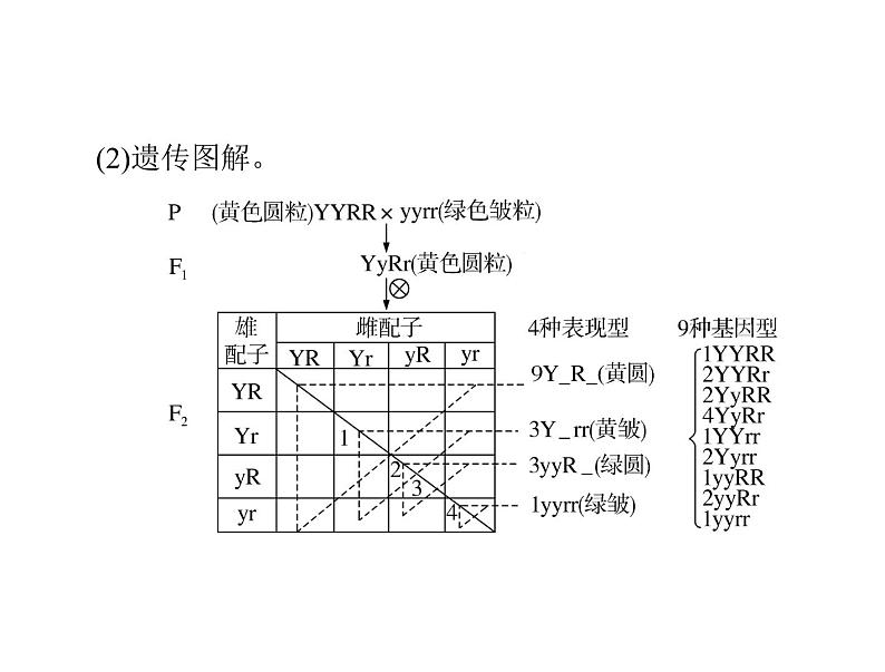 2022年《南方新课堂 高考总复习》生物 必修2 第1章 第2节 孟德尔的豌豆杂交实验(二)课件06