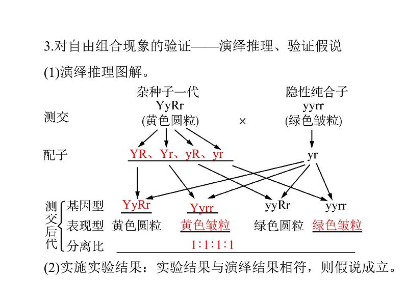 2022年《南方新课堂 高考总复习》生物 必修2 第1章 第2节 孟德尔的豌豆杂交实验(二)课件07