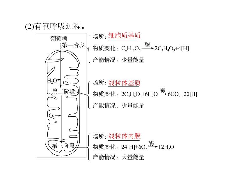 2022年《南方新课堂 高考总复习》生物 必修1 第5章 第3节 ATP的主要来源——细胞呼吸课件03