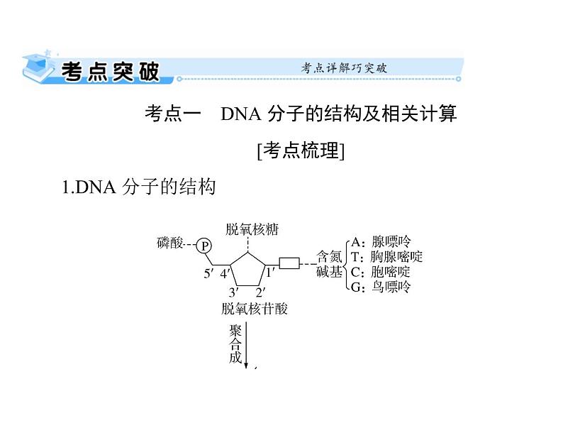 2022年《南方新课堂 高考总复习》生物 必修2 第3章 第2、3、4节 DNA分子的结构、DNA的复制及基因是有遗传效应的DNA片段课件第2页