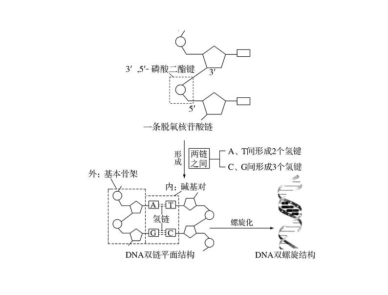 2022年《南方新课堂 高考总复习》生物 必修2 第3章 第2、3、4节 DNA分子的结构、DNA的复制及基因是有遗传效应的DNA片段课件第3页