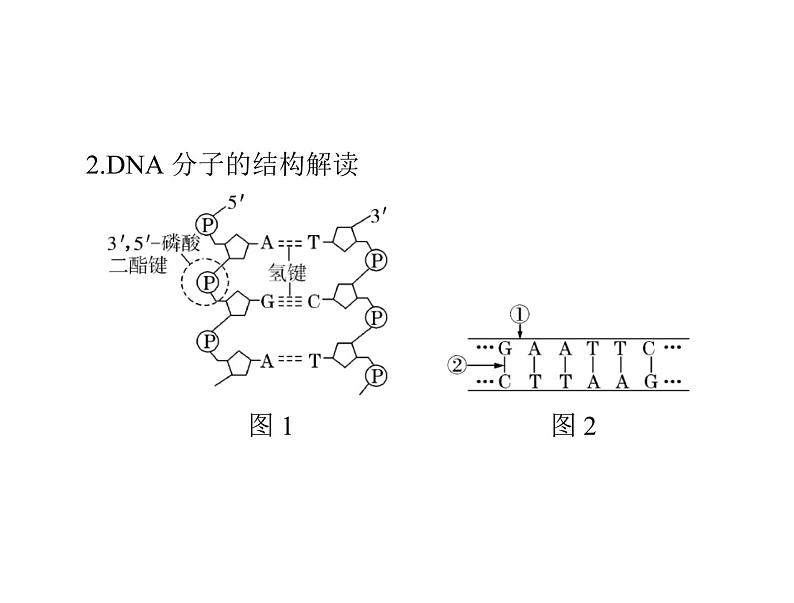 2022年《南方新课堂 高考总复习》生物 必修2 第3章 第2、3、4节 DNA分子的结构、DNA的复制及基因是有遗传效应的DNA片段课件第6页