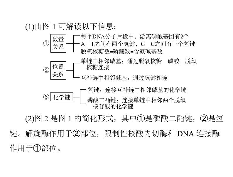 2022年《南方新课堂 高考总复习》生物 必修2 第3章 第2、3、4节 DNA分子的结构、DNA的复制及基因是有遗传效应的DNA片段课件第7页