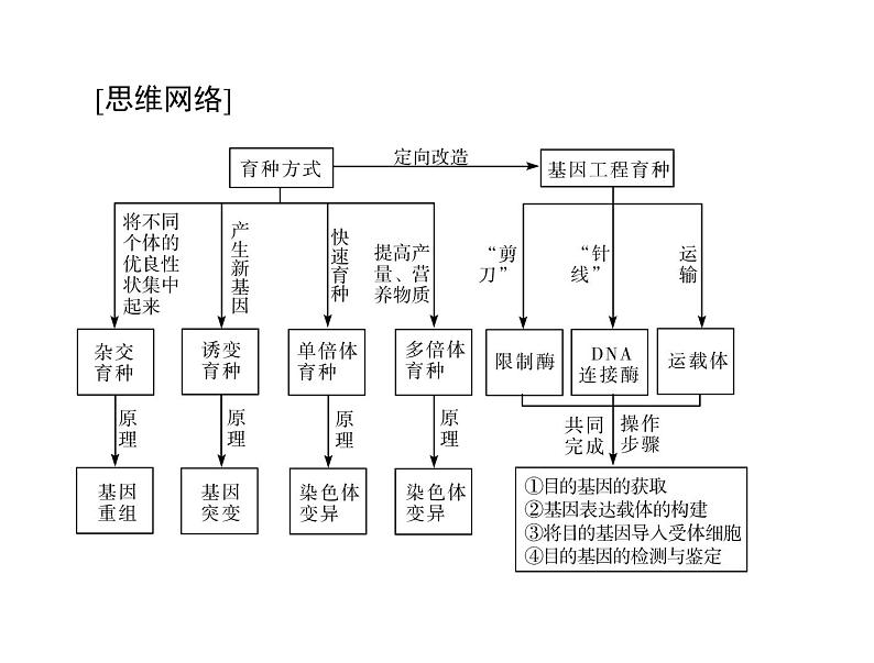 2022年《南方新课堂 高考总复习》生物 必修2 第6章 第1、2节 杂交育种与诱变育种、基因工程及其应用课件第3页