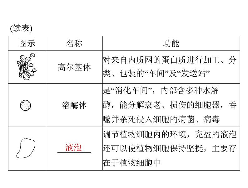 2022年《南方新课堂 高考总复习》生物 必修1 第3章 第2节 细胞器——系统内的分工合作课件04