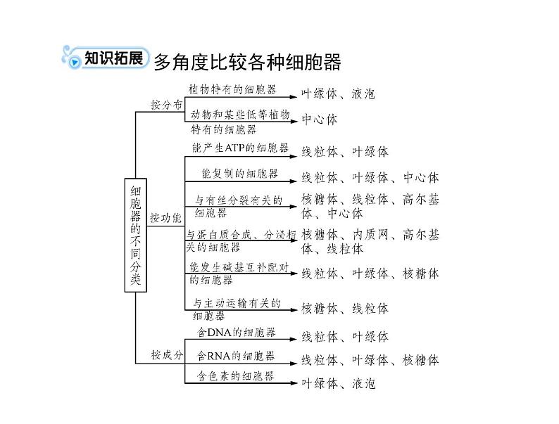 2022年《南方新课堂 高考总复习》生物 必修1 第3章 第2节 细胞器——系统内的分工合作课件06