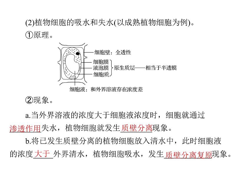 2022年《南方新课堂 高考总复习》生物 必修1 第4章 第1、2、3节 物质跨膜运输的实例和方式、生物膜的流动镶嵌模型课件第8页