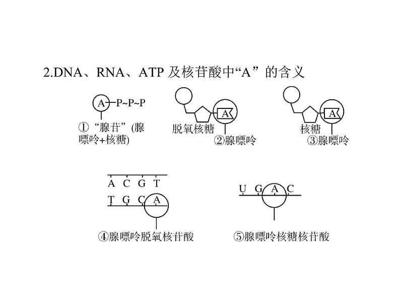 2022年《南方新课堂 高考总复习》生物 必修1 小专题一 四大有机物的综合考查课件第4页