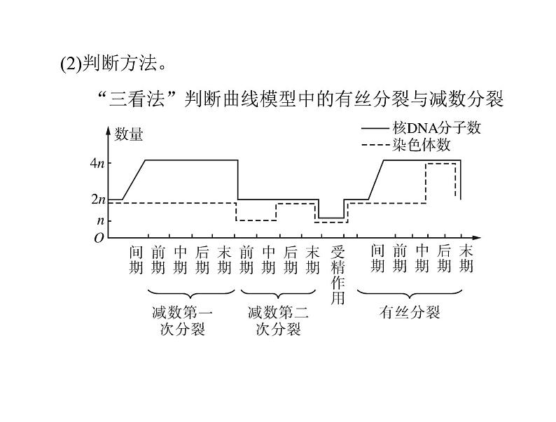 2022年《南方新课堂 高考总复习》生物 必修2 小专题五 减数分裂和有丝分裂题型突破课件第3页