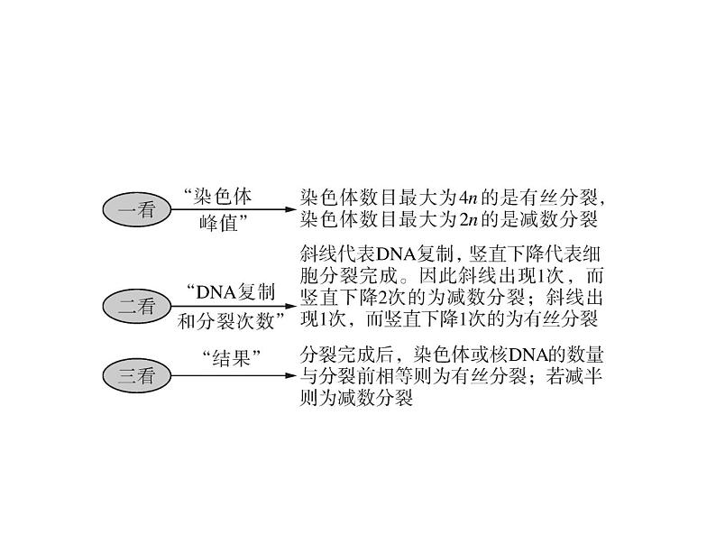 2022年《南方新课堂 高考总复习》生物 必修2 小专题五 减数分裂和有丝分裂题型突破课件第4页