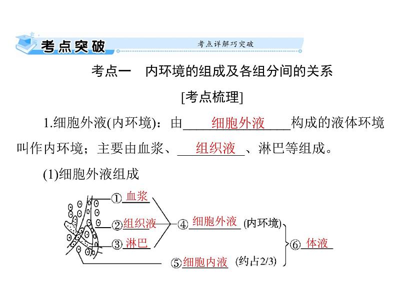 2022年《南方新课堂 高考总复习》生物 必修3 第1章 第1、2节 细胞生活的环境、内环境稳态的重要性课件第5页