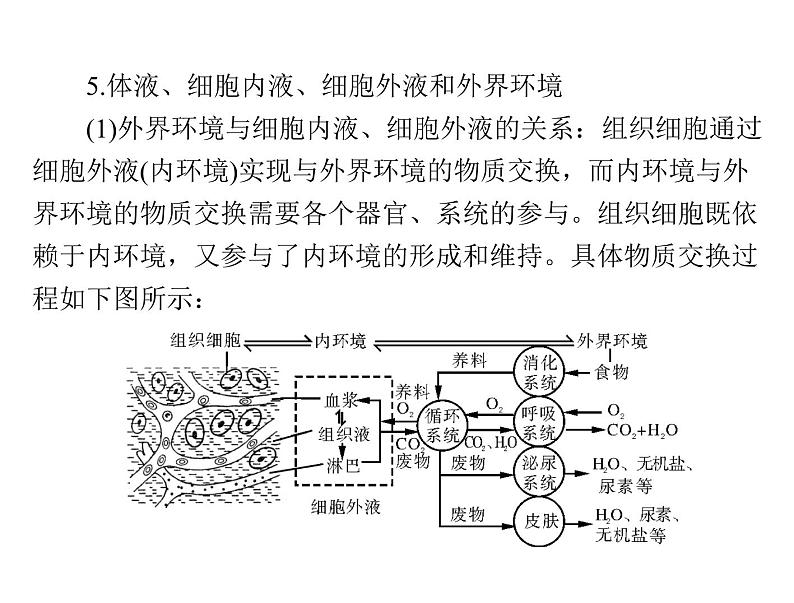 2022年《南方新课堂 高考总复习》生物 必修3 第1章 第1、2节 细胞生活的环境、内环境稳态的重要性课件第8页