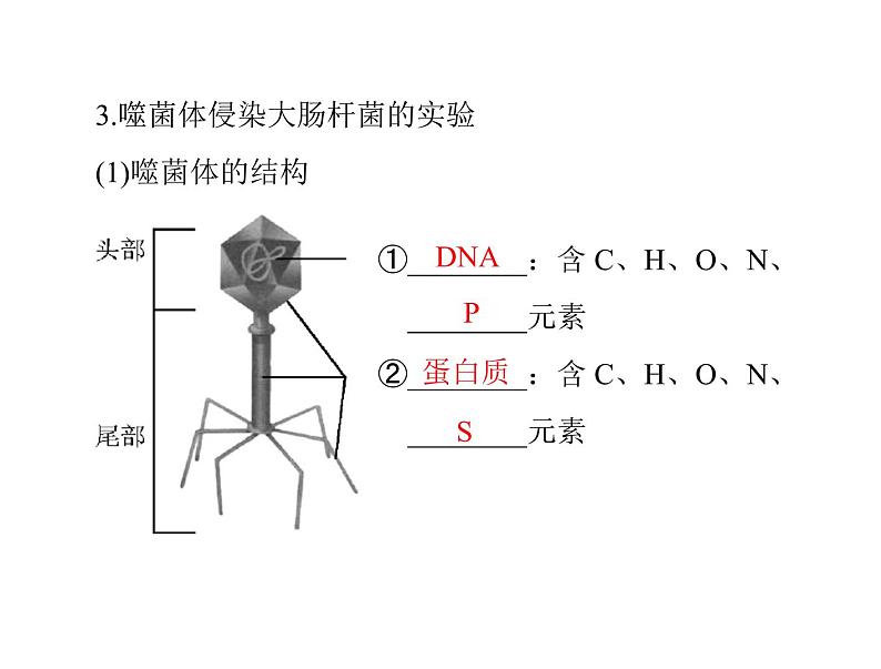 2022年《南方新课堂 高考总复习》生物 必修2 第3章 第1节 DNA是主要的遗传物质课件08