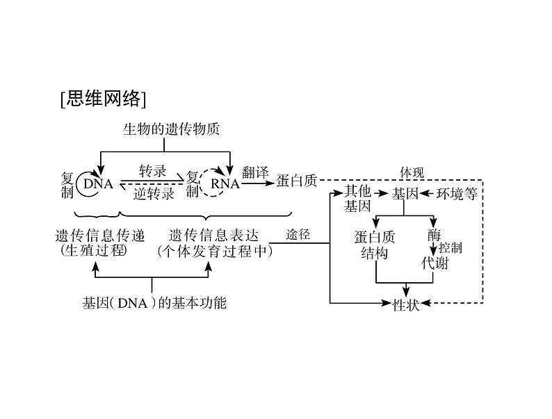 2022年《南方新课堂 高考总复习》生物 必修2 第4章 第1、2节 基因指导蛋白质的合成、基因对性状的控制课件第3页