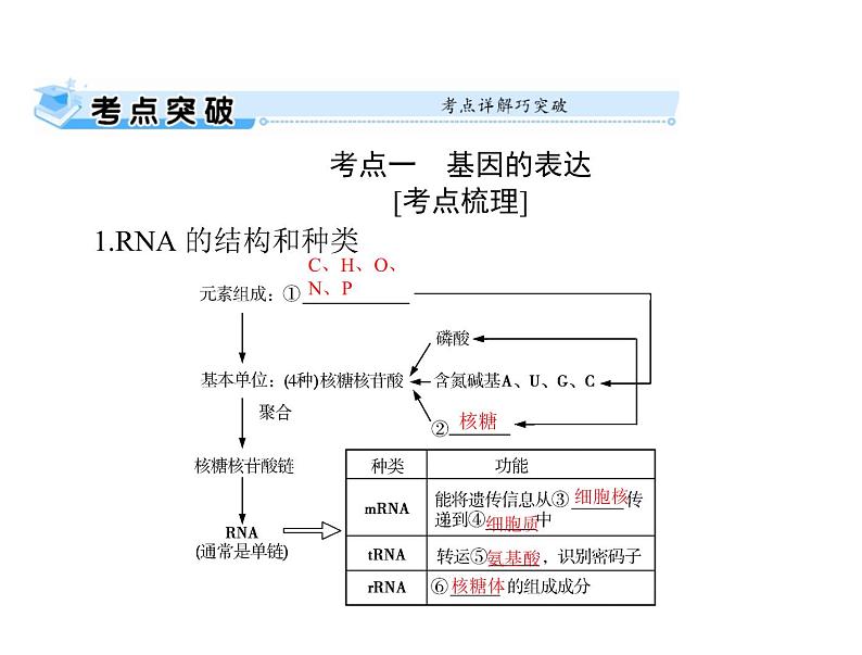 2022年《南方新课堂 高考总复习》生物 必修2 第4章 第1、2节 基因指导蛋白质的合成、基因对性状的控制课件第5页