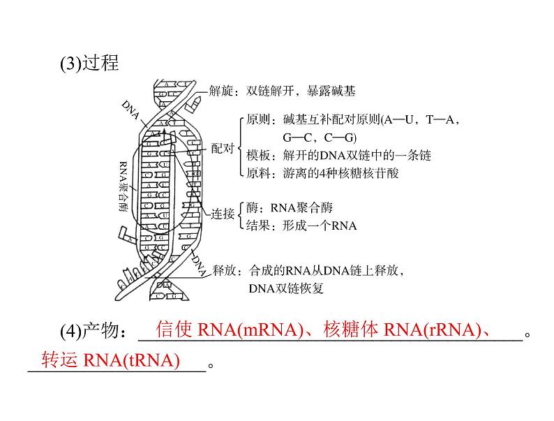 2022年《南方新课堂 高考总复习》生物 必修2 第4章 第1、2节 基因指导蛋白质的合成、基因对性状的控制课件第7页