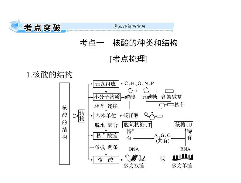 2022年《南方新课堂 高考总复习》生物 必修1 第2章 第3、4节 遗传信息的携带者——核酸、细胞中的糖类和脂质课件第2页