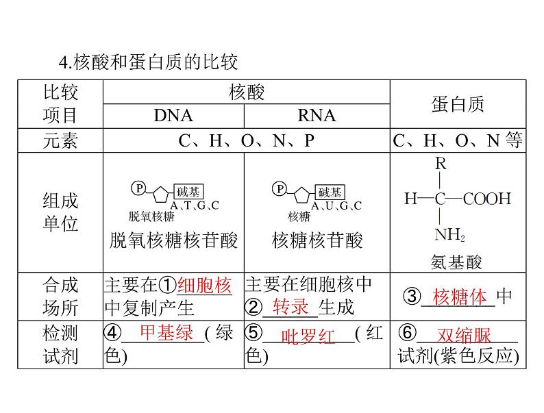 2022年《南方新课堂 高考总复习》生物 必修1 第2章 第3、4节 遗传信息的携带者——核酸、细胞中的糖类和脂质课件第5页