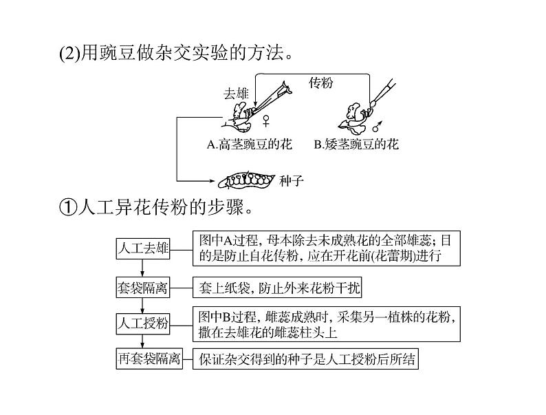 2022年《南方新课堂 高考总复习》生物 必修2 第1章 第1节 孟德尔的豌豆杂交实验(一)课件06