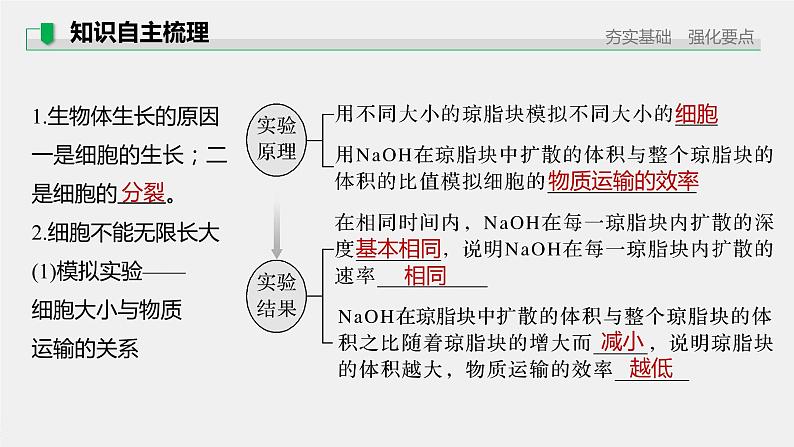 高中生物2022年高考生物一轮复习 第4单元 第11讲　细胞的增殖课件PPT第5页