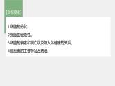 高中生物2022年高考生物一轮复习 第4单元 第13讲　细胞的分化、衰老、凋亡与癌变课件PPT