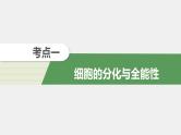 高中生物2022年高考生物一轮复习 第4单元 第13讲　细胞的分化、衰老、凋亡与癌变课件PPT
