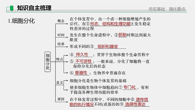 高中生物2022年高考生物一轮复习 第4单元 第13讲　细胞的分化、衰老、凋亡与癌变课件PPT第5页