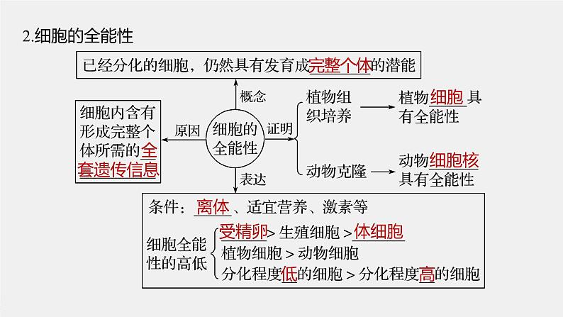 高中生物2022年高考生物一轮复习 第4单元 第13讲　细胞的分化、衰老、凋亡与癌变课件PPT第7页