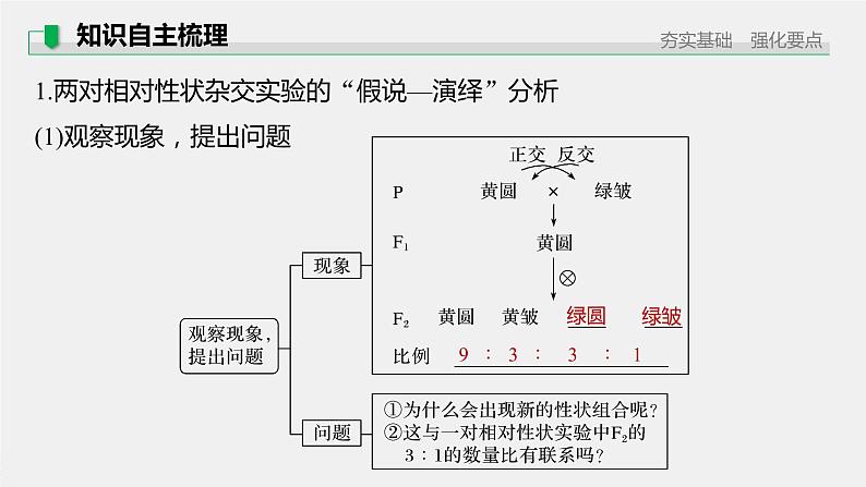 高中生物2022年高考生物一轮复习 第5单元 第15讲　基因的自由组合定律课件PPT第5页