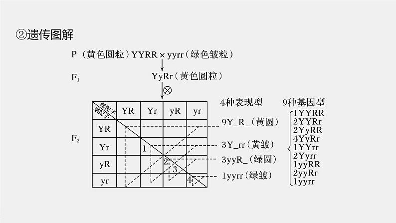 高中生物2022年高考生物一轮复习 第5单元 第15讲　基因的自由组合定律课件PPT第7页