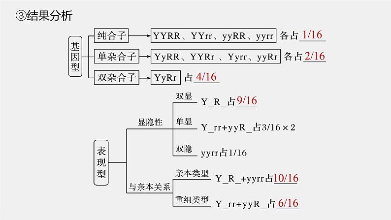 高中生物2022年高考生物一轮复习 第5单元 第15讲　基因的自由组合定律课件PPT第8页