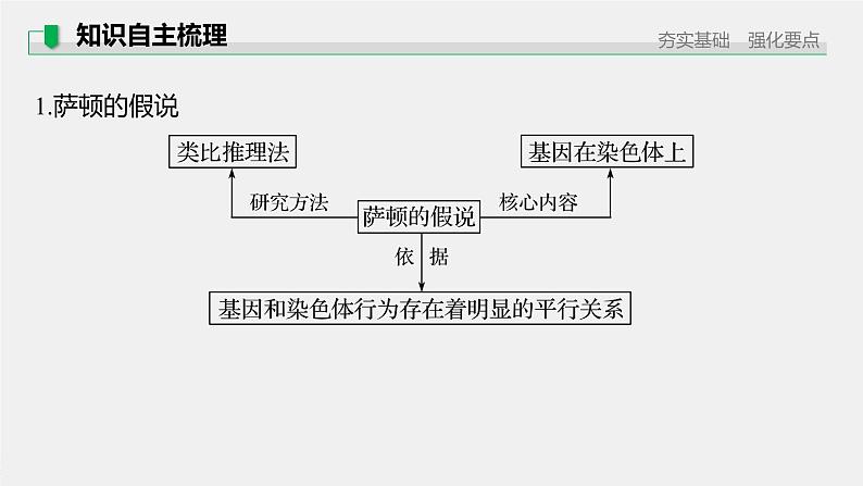 高中生物2022年高考生物一轮复习 第5单元 第16讲　基因在染色体上、伴性遗传和人类遗传病课件PPT05