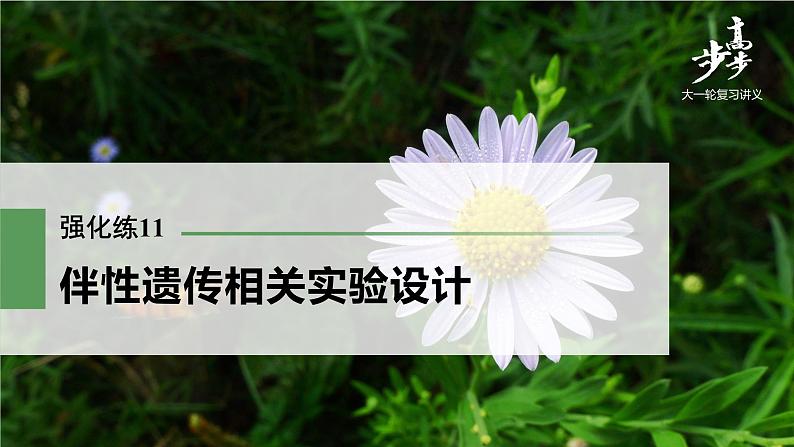 高中生物2022年高考生物一轮复习 第5单元 强化练11　伴性遗传相关实验设计课件PPT第1页