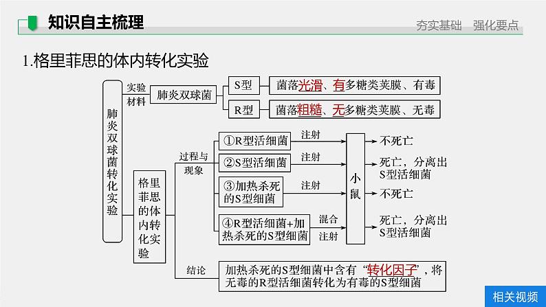 高中生物2022年高考生物一轮复习 第6单元 第17讲　DNA是主要的遗传物质课件PPT第5页