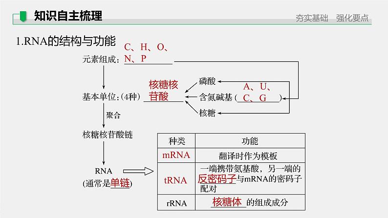 高中生物2022年高考生物一轮复习 第6单元 第19讲　基因的表达课件PPT05