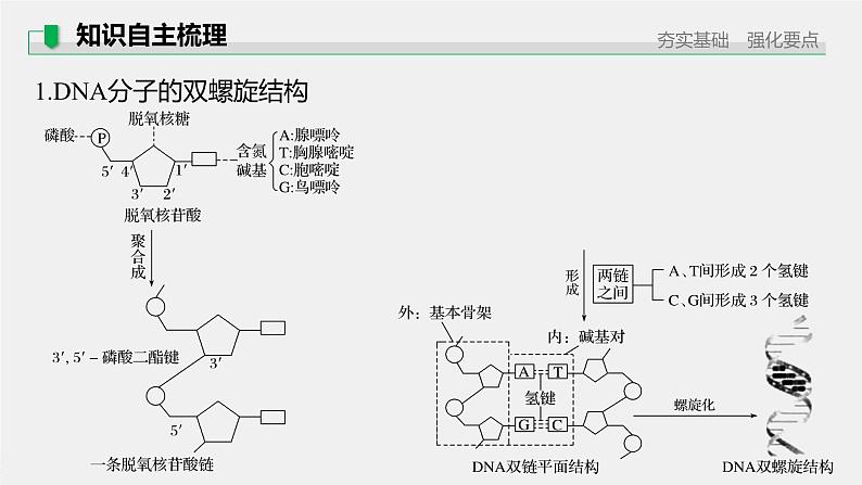 高中生物2022年高考生物一轮复习 第6单元 第18讲　DNA分子的结构、复制及基因的本质课件PPT第5页