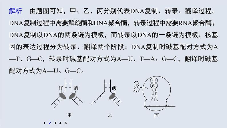 高中生物2022年高考生物一轮复习 第6单元 强化练12　DNA复制和表达的相关图像分析课件PPT05