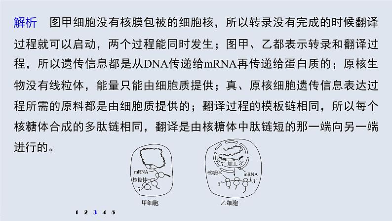 高中生物2022年高考生物一轮复习 第6单元 强化练12　DNA复制和表达的相关图像分析课件PPT07