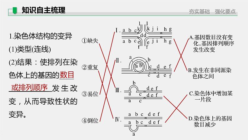 高中生物2022年高考生物一轮复习 第7单元 第21讲　染色体变异与育种课件PPT第5页