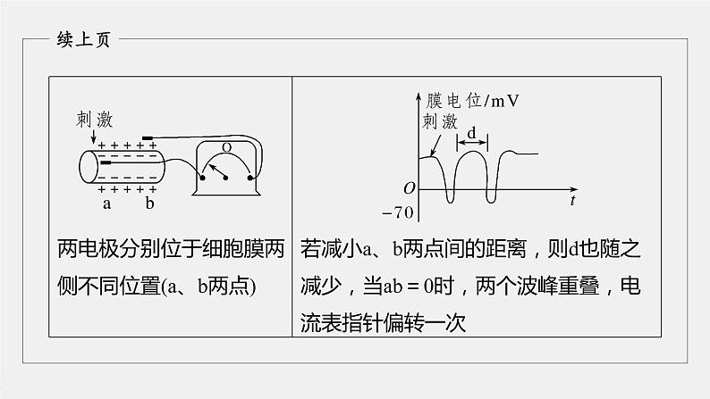高中生物2022年高考生物一轮复习 第8单元 第24讲 热点题型七　兴奋传导与传递的相关实验探究题课件PPT05