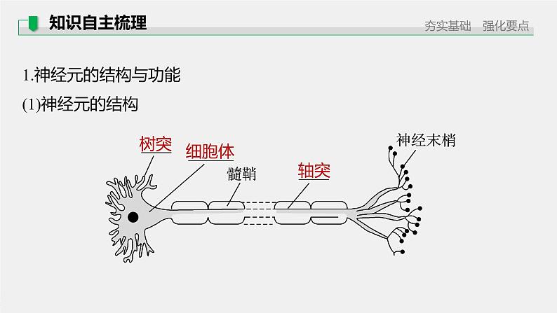 高中生物2022年高考生物一轮复习 第8单元 第24讲　通过神经系统的调节课件PPT05