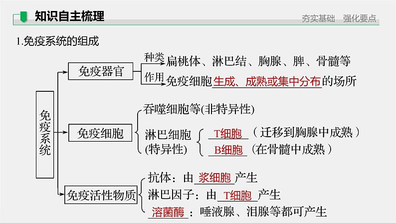 高中生物2022年高考生物一轮复习 第8单元 第26讲　免疫调节课件PPT05