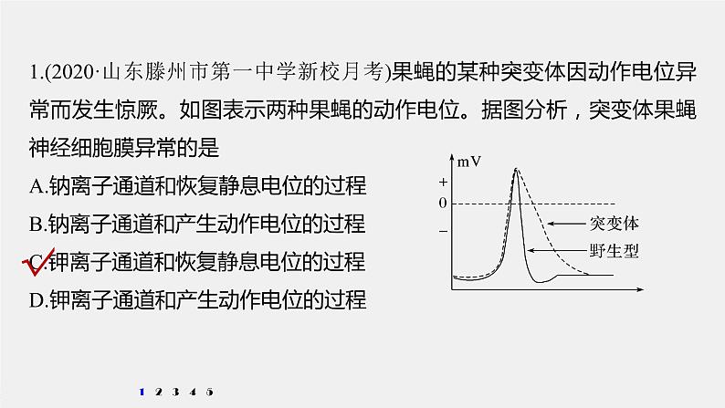 高中生物2022年高考生物一轮复习 第8单元 强化练15　兴奋传导的电位变化和电流表指针偏转问题课件PPT02