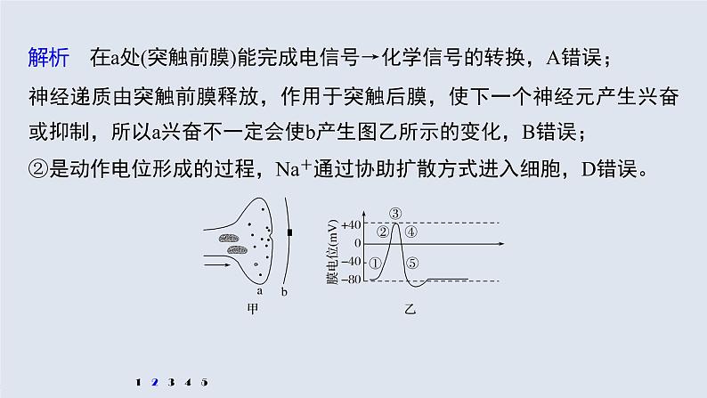 高中生物2022年高考生物一轮复习 第8单元 强化练15　兴奋传导的电位变化和电流表指针偏转问题课件PPT05