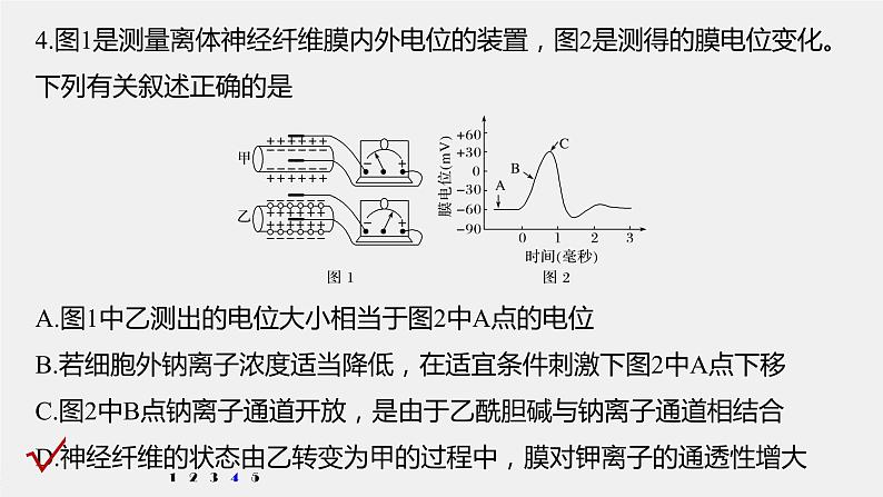 高中生物2022年高考生物一轮复习 第8单元 强化练15　兴奋传导的电位变化和电流表指针偏转问题课件PPT08