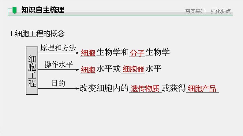 高中生物2022年高考生物一轮复习 第10单元 第34讲　细胞工程课件PPT第5页