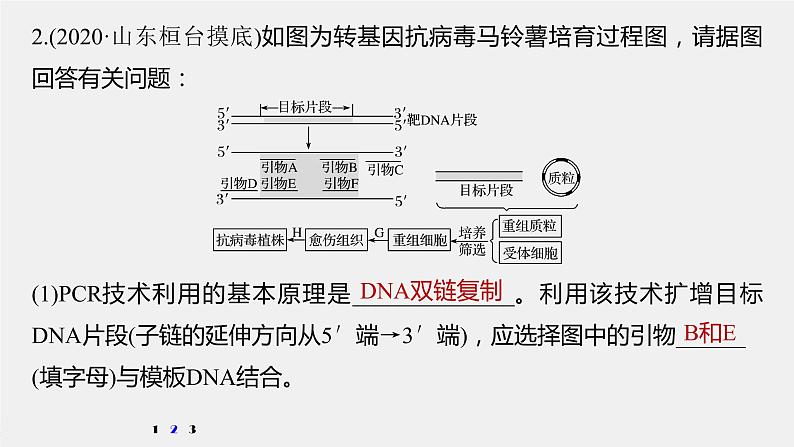 高中生物2022年高考生物一轮复习 第10单元 强化练21　PCR技术的应用课件PPT05