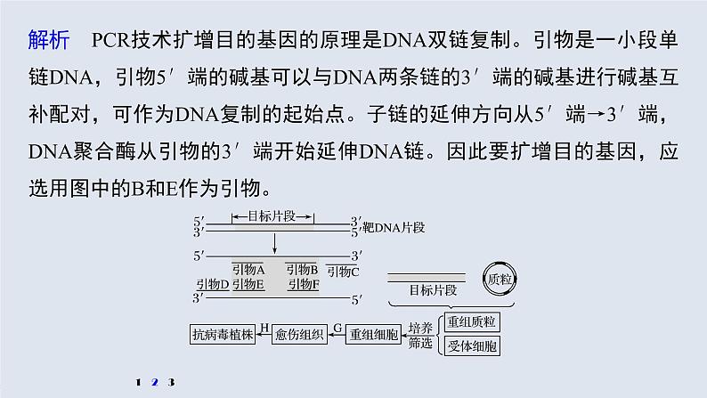 高中生物2022年高考生物一轮复习 第10单元 强化练21　PCR技术的应用课件PPT06