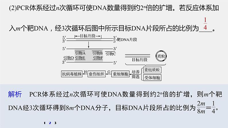 高中生物2022年高考生物一轮复习 第10单元 强化练21　PCR技术的应用课件PPT07