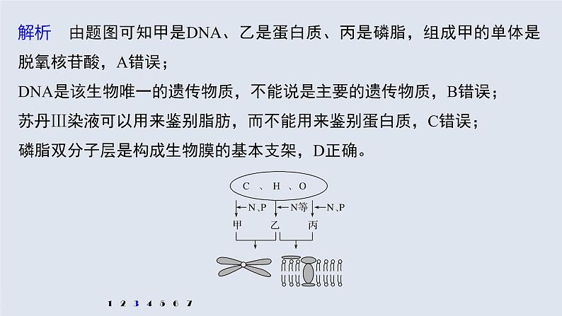 高中生物2022年高考生物一轮复习 第1单元 强化练1　细胞中的有机物课件PPT第7页